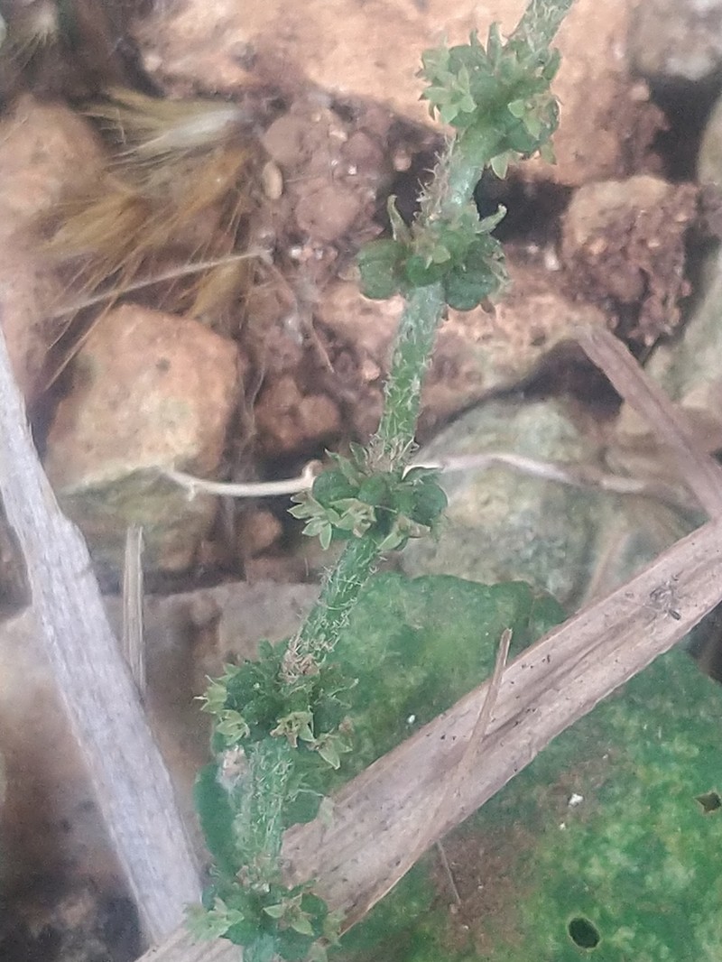 Yerba De Clavo photo 8