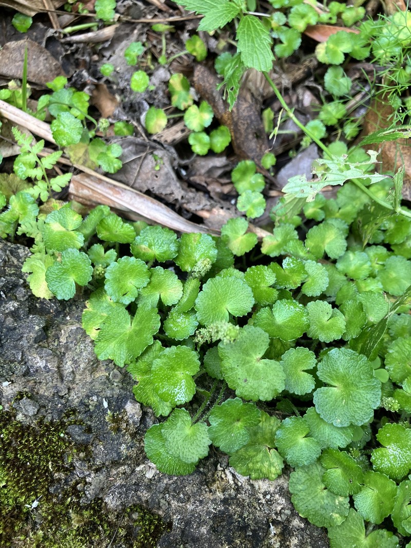 Hydrocotyle hirsuta var. hirsuta