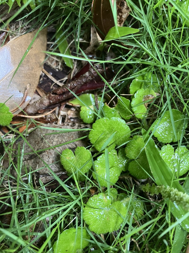 Hydrocotyle hirsuta var. hirsuta photo 2