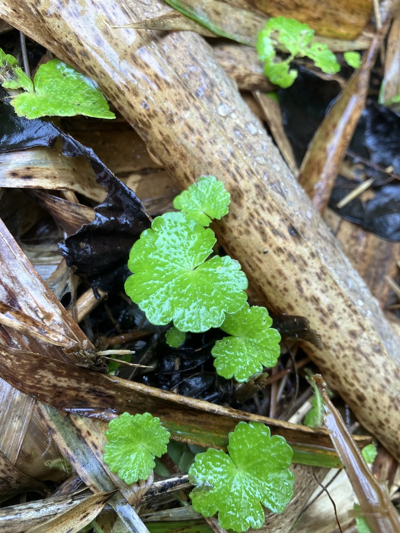 Hydrocotyle hirsuta var. hirsuta photo 3