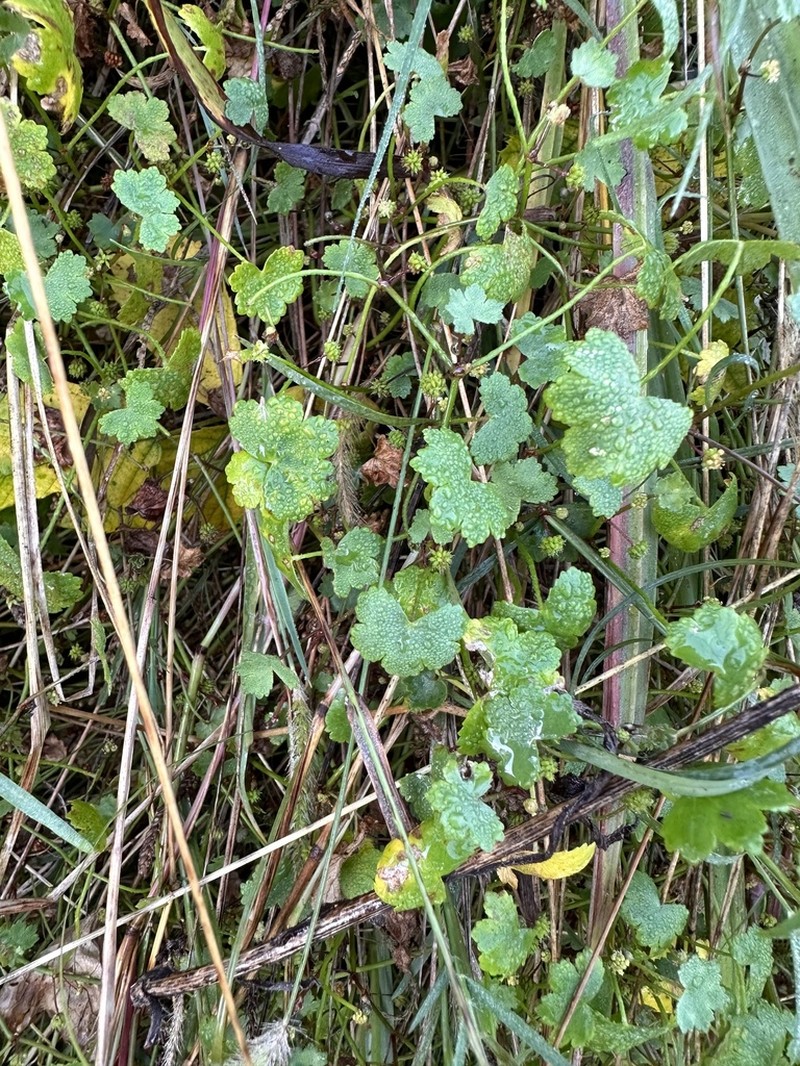 Hydrocotyle hirta