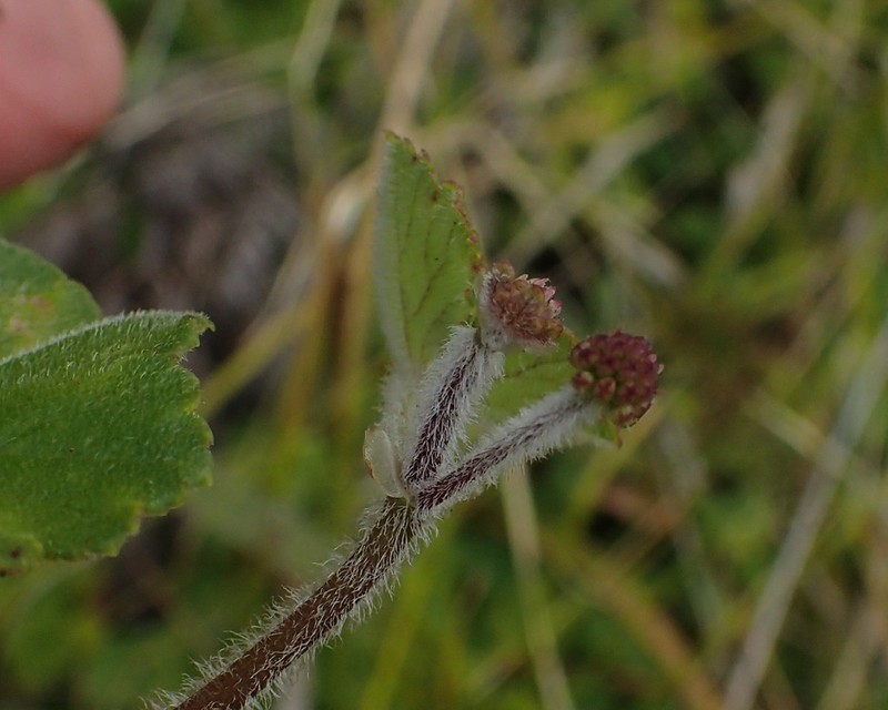 Hydrocotyle hirta photo 2