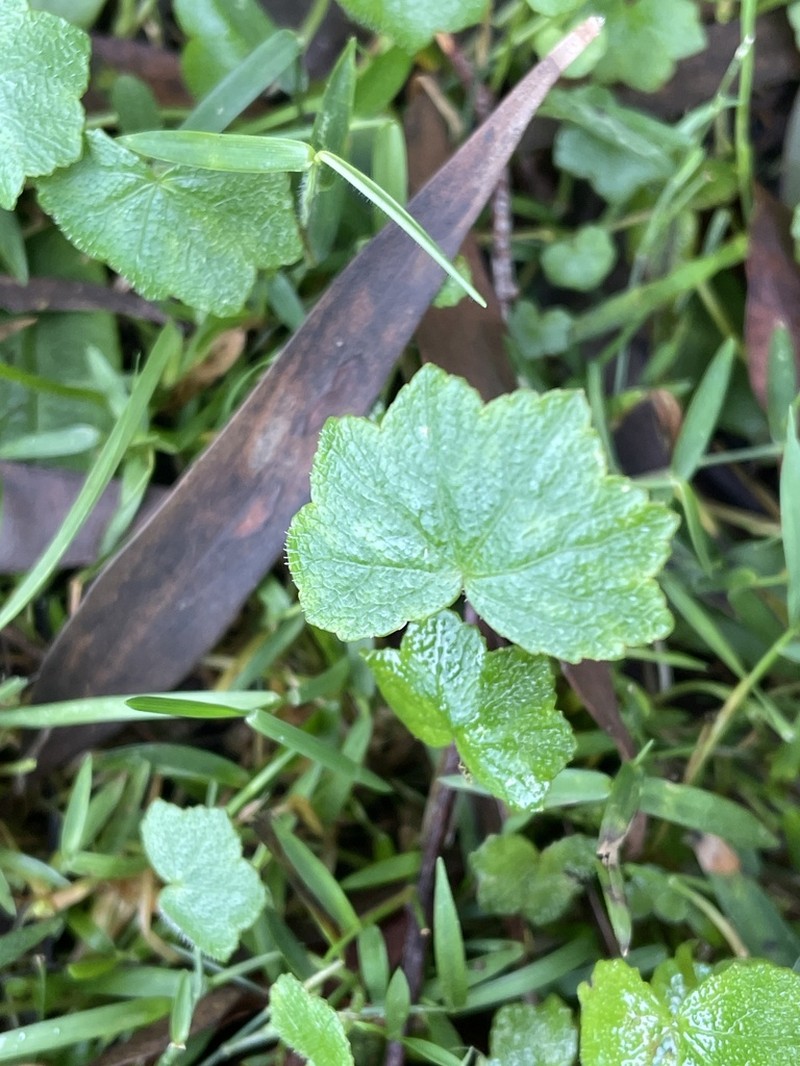 Hydrocotyle hirta photo 3