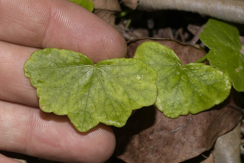Hydrocotyle hirta photo 4