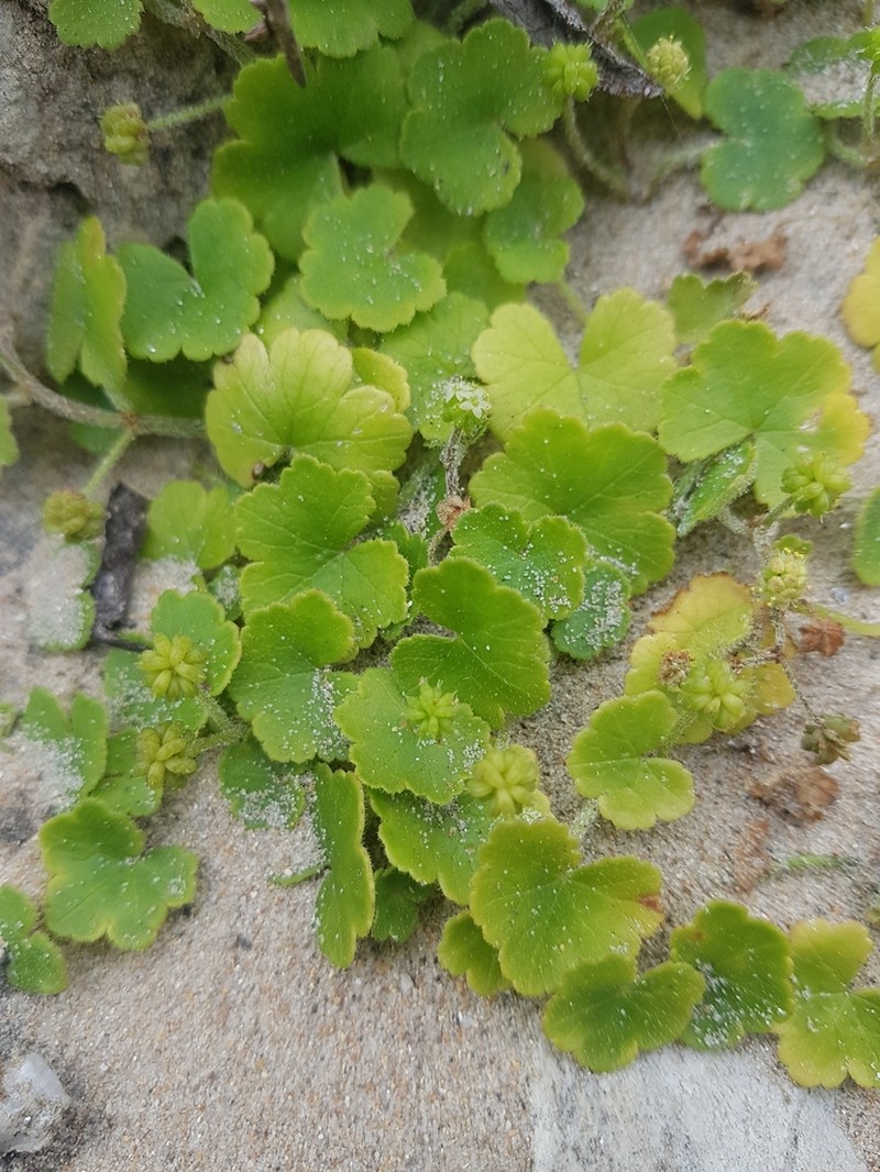 Hydrocotyle hirta photo 5