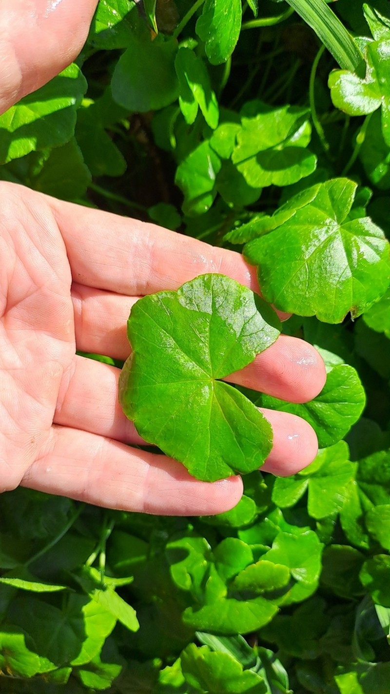 Hydrocotyle hirta photo 6