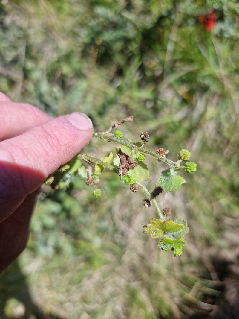 Hydrocotyle hirta photo 7