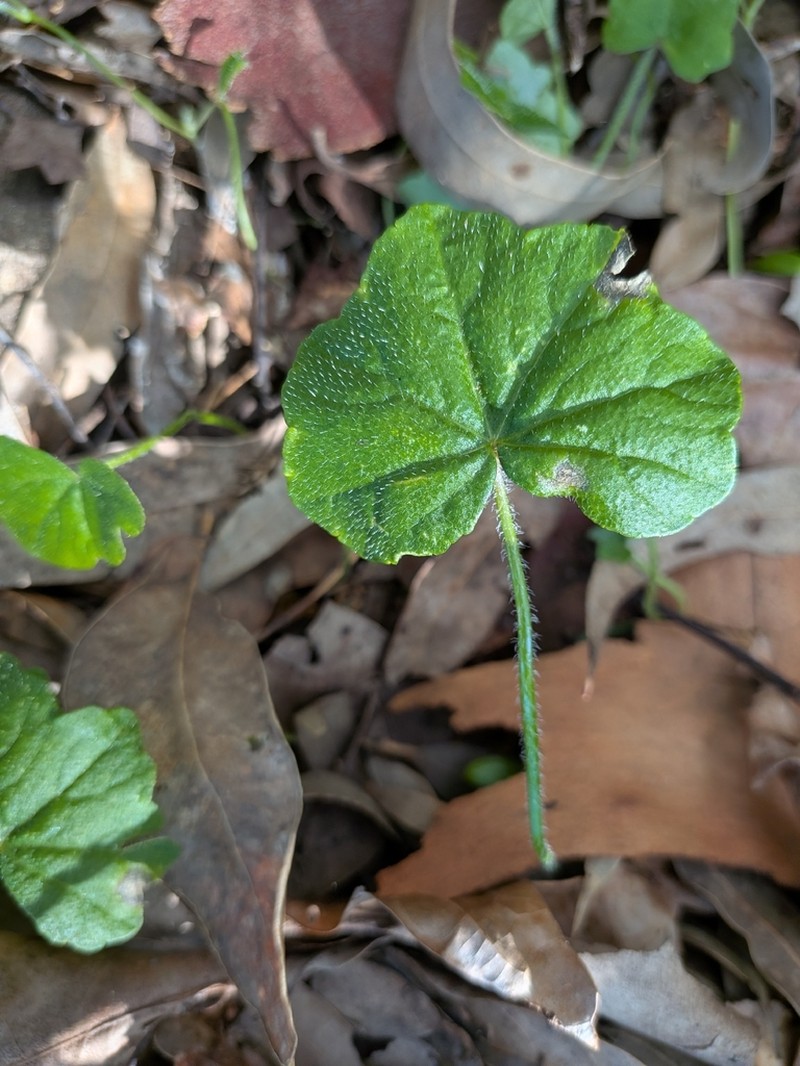 Hydrocotyle hirta photo 8