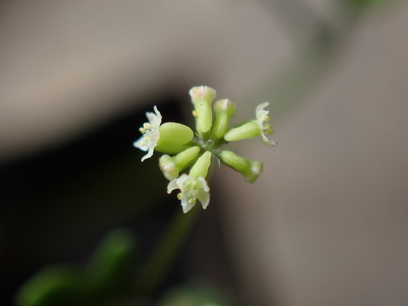 Hydrocotyle hispidula