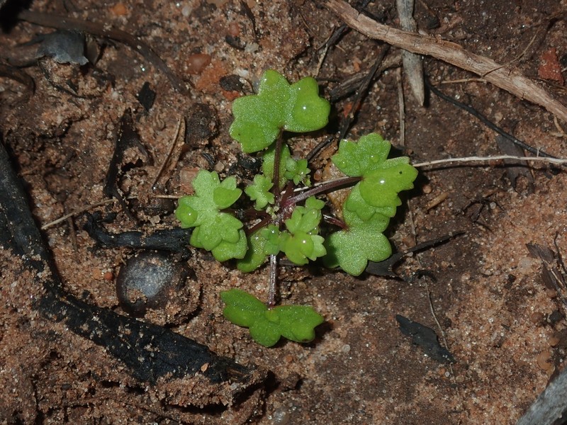 Hydrocotyle hispidula photo 2