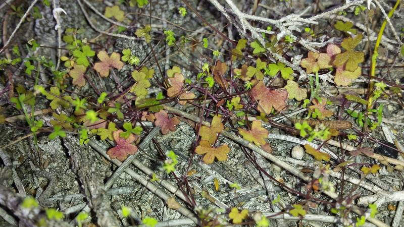 Hydrocotyle hispidula photo 3