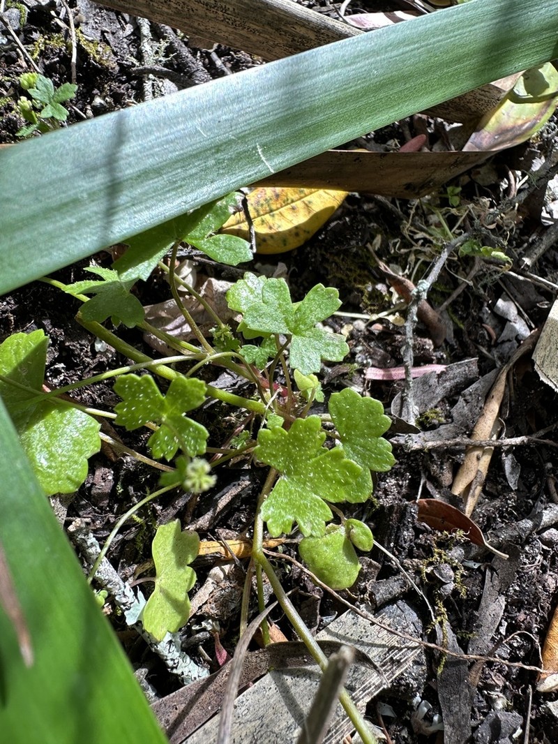 Hydrocotyle hispidula photo 4