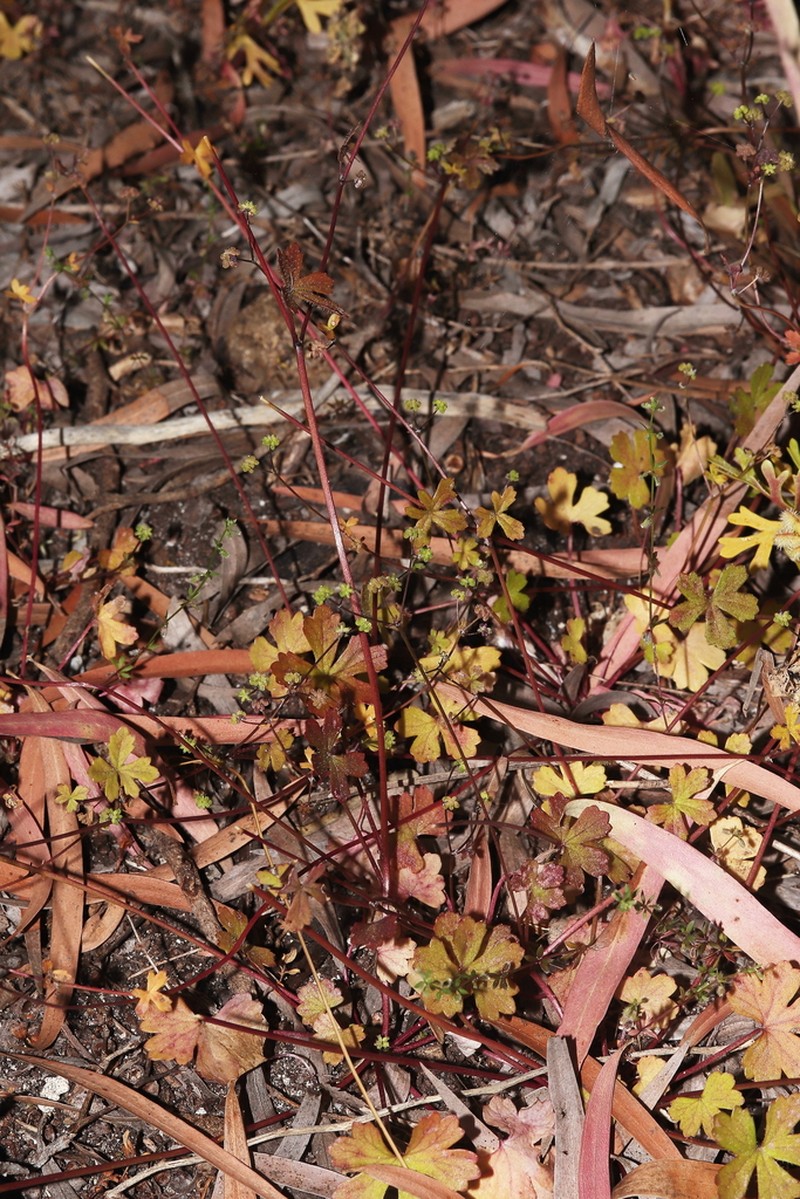Hydrocotyle hispidula photo 5