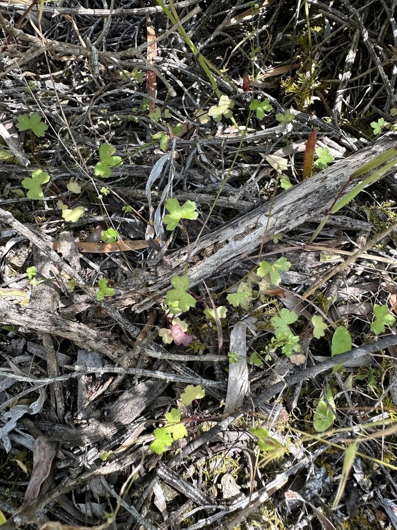 Hydrocotyle hispidula photo 6