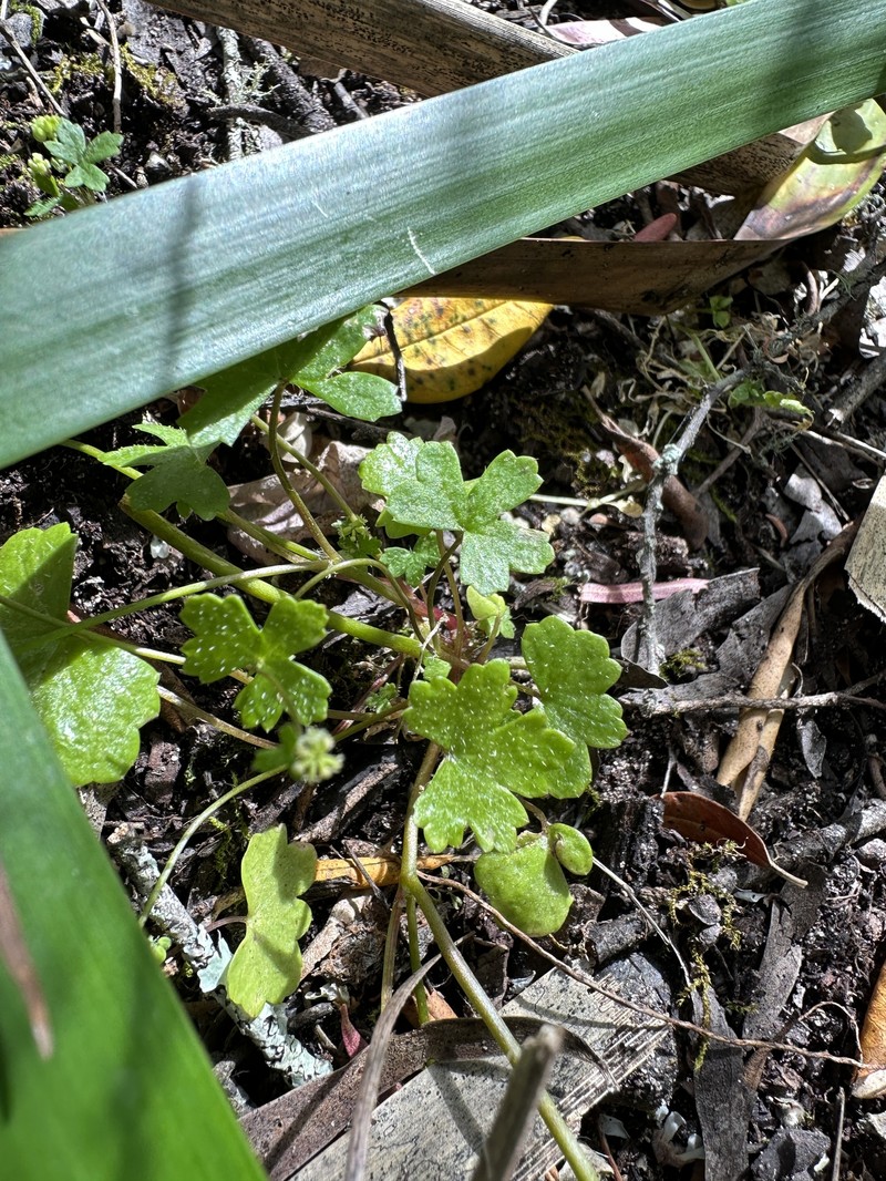 Hydrocotyle hispidula photo 7