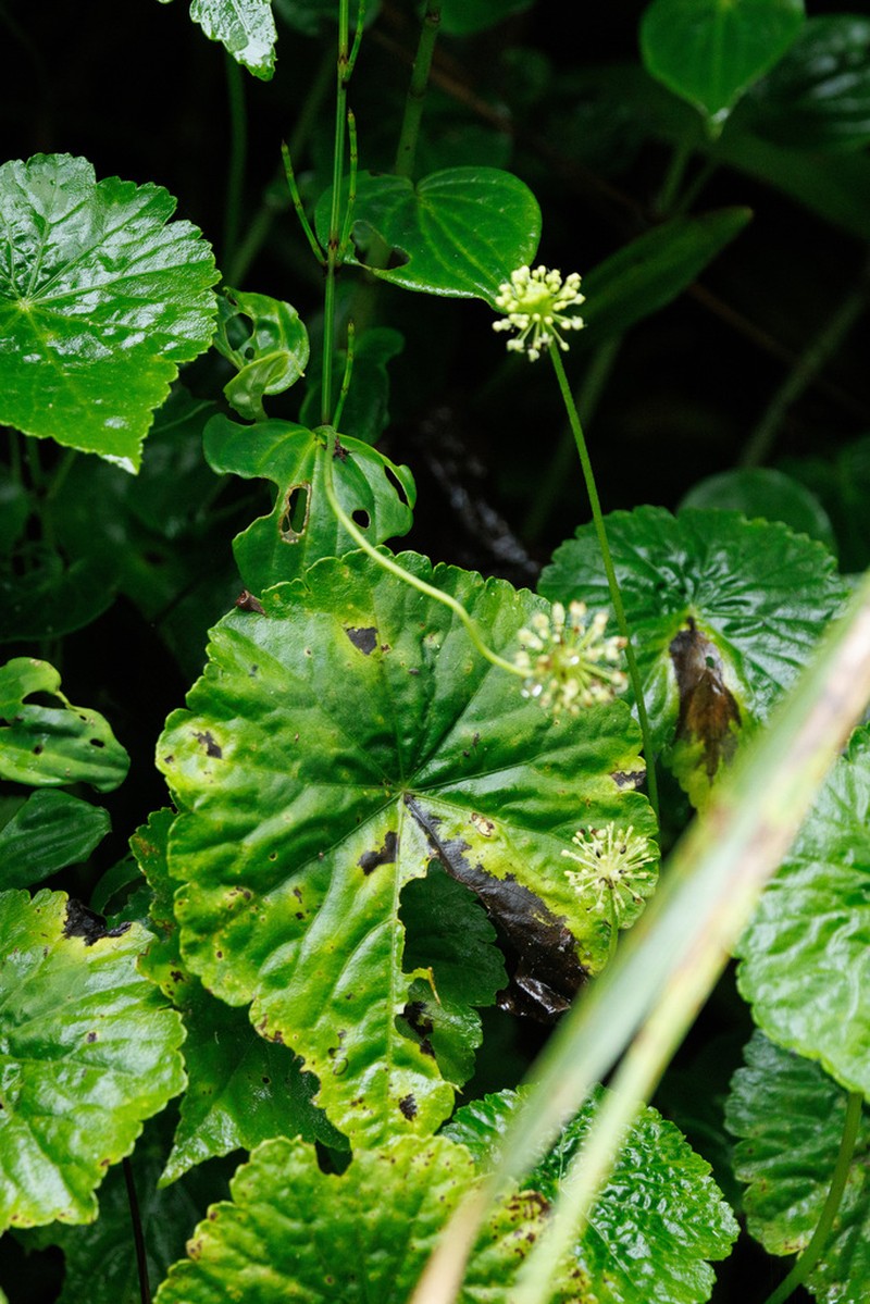 Hydrocotyle hitchcockii photo 2