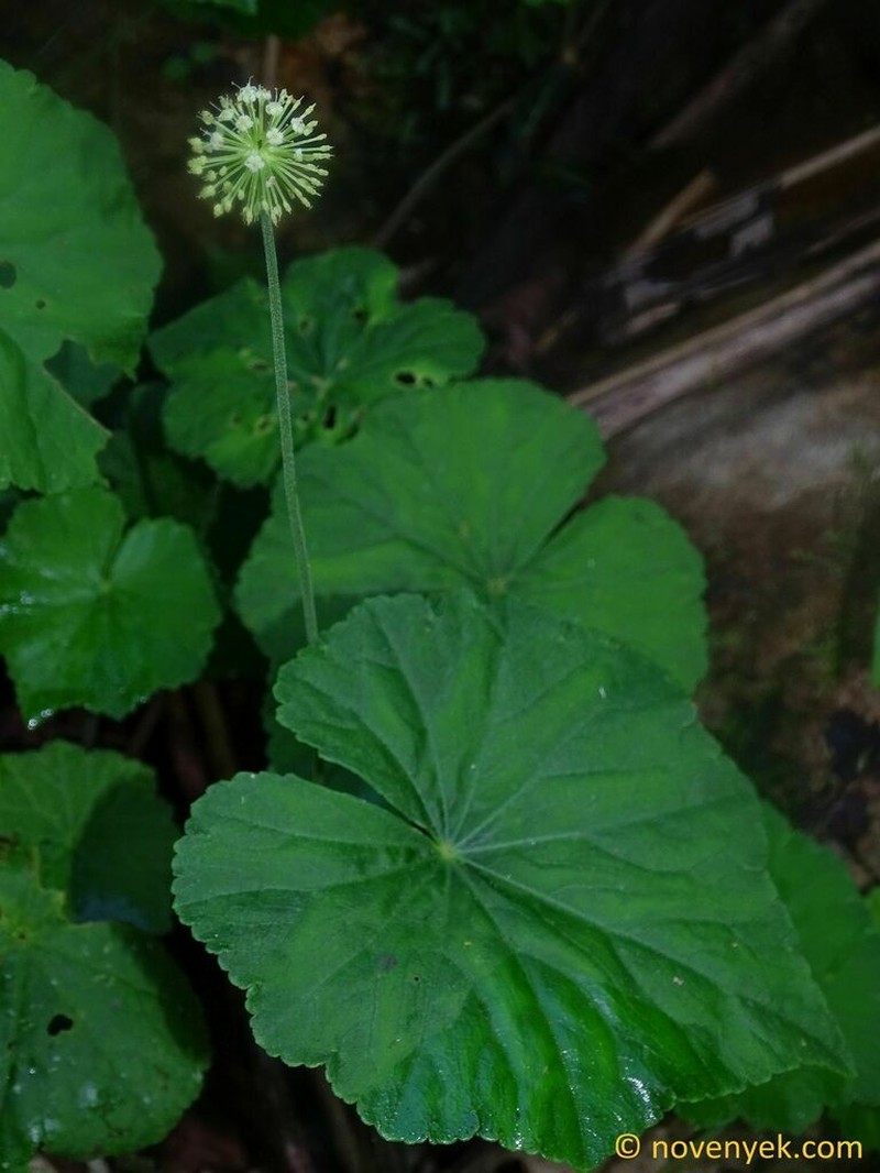 Hydrocotyle hitchcockii photo 3