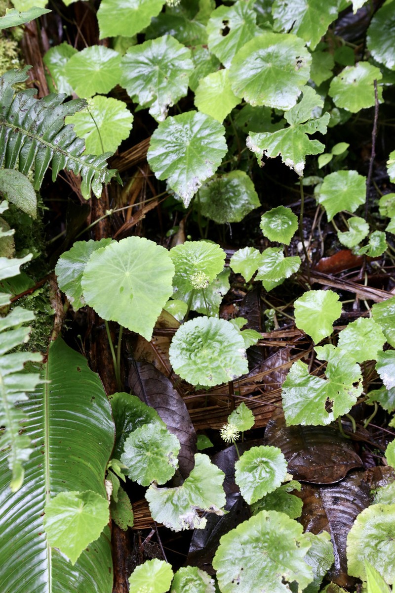 Hydrocotyle hitchcockii photo 4
