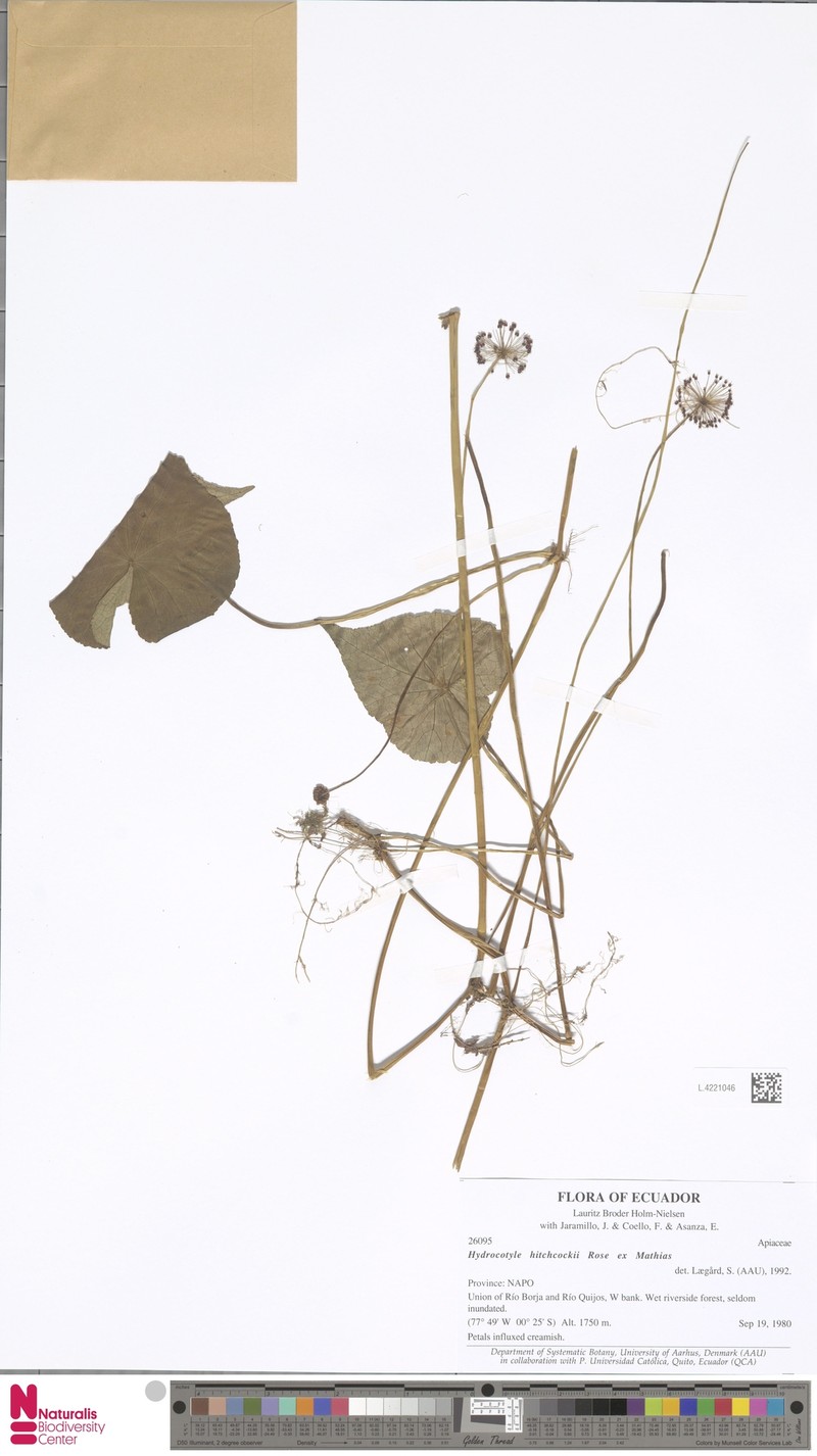 Hydrocotyle hitchcockii photo 5