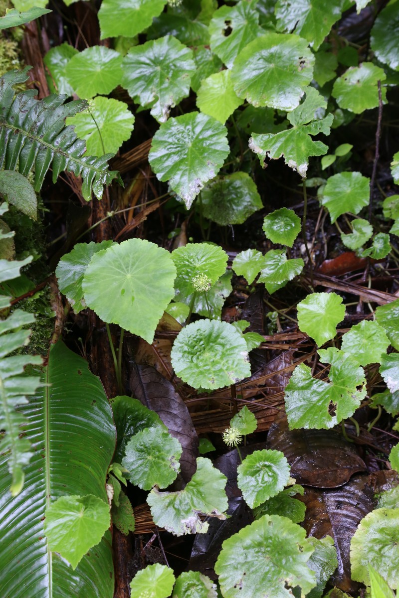 Hydrocotyle hitchcockii