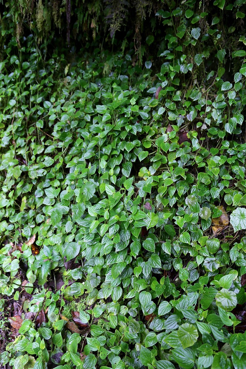 Hydrocotyle hitchcockii photo 6