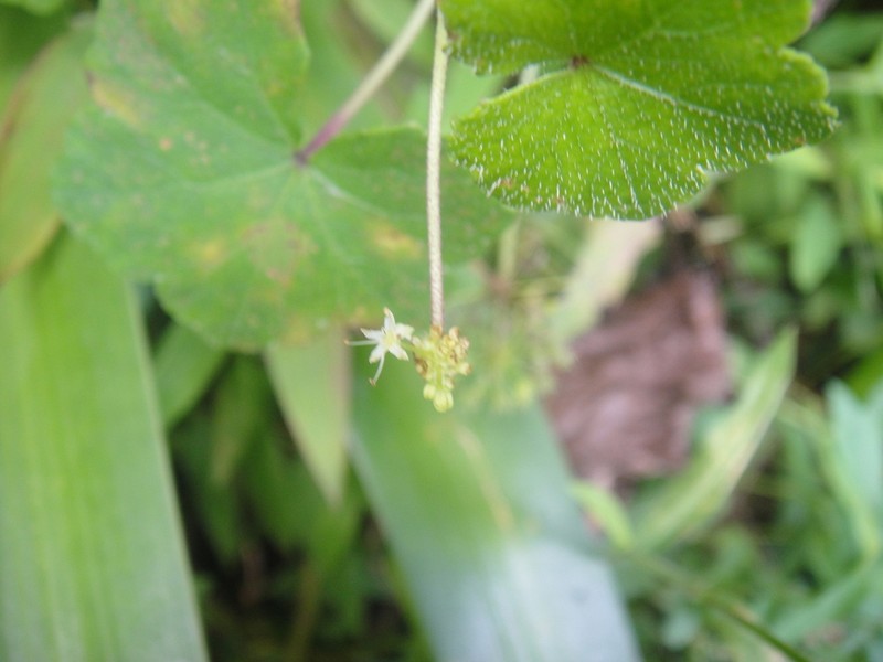 Hydrocotyle hookeri