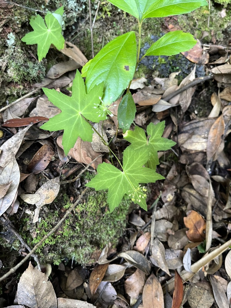 Hydrocotyle hookeri photo 2