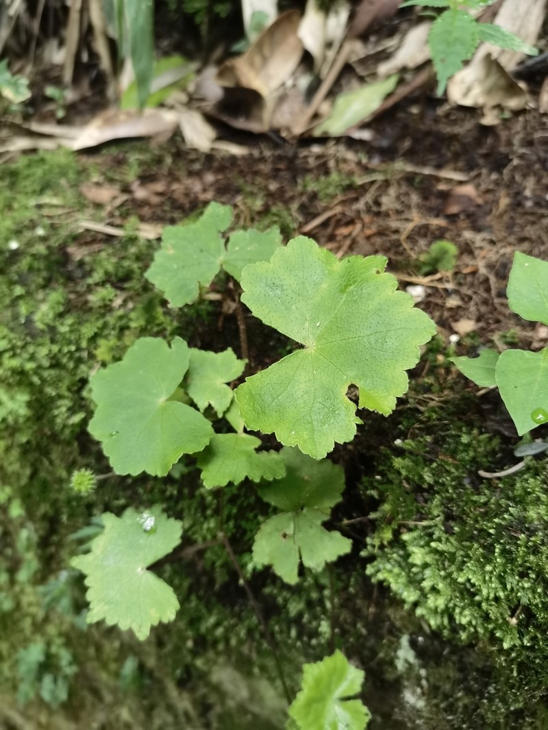 Hydrocotyle hookeri photo 3