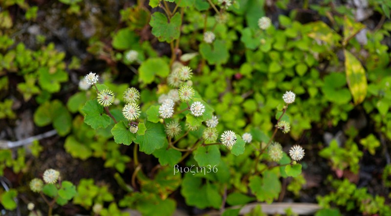 Hydrocotyle hookeri photo 4