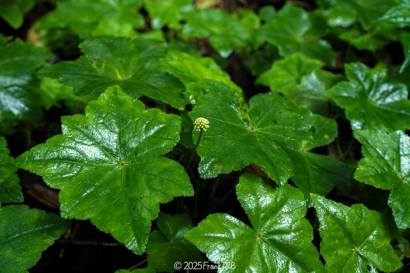 Hydrocotyle hookeri photo 5