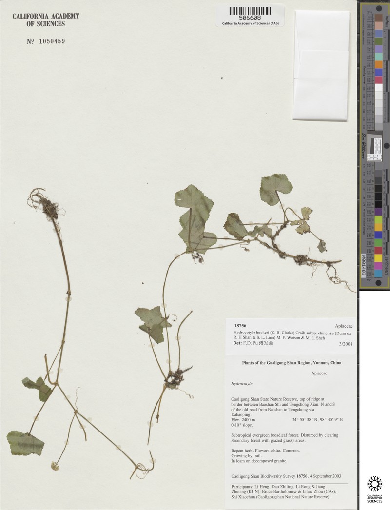 Hydrocotyle hookeri subsp. chinensis photo 2