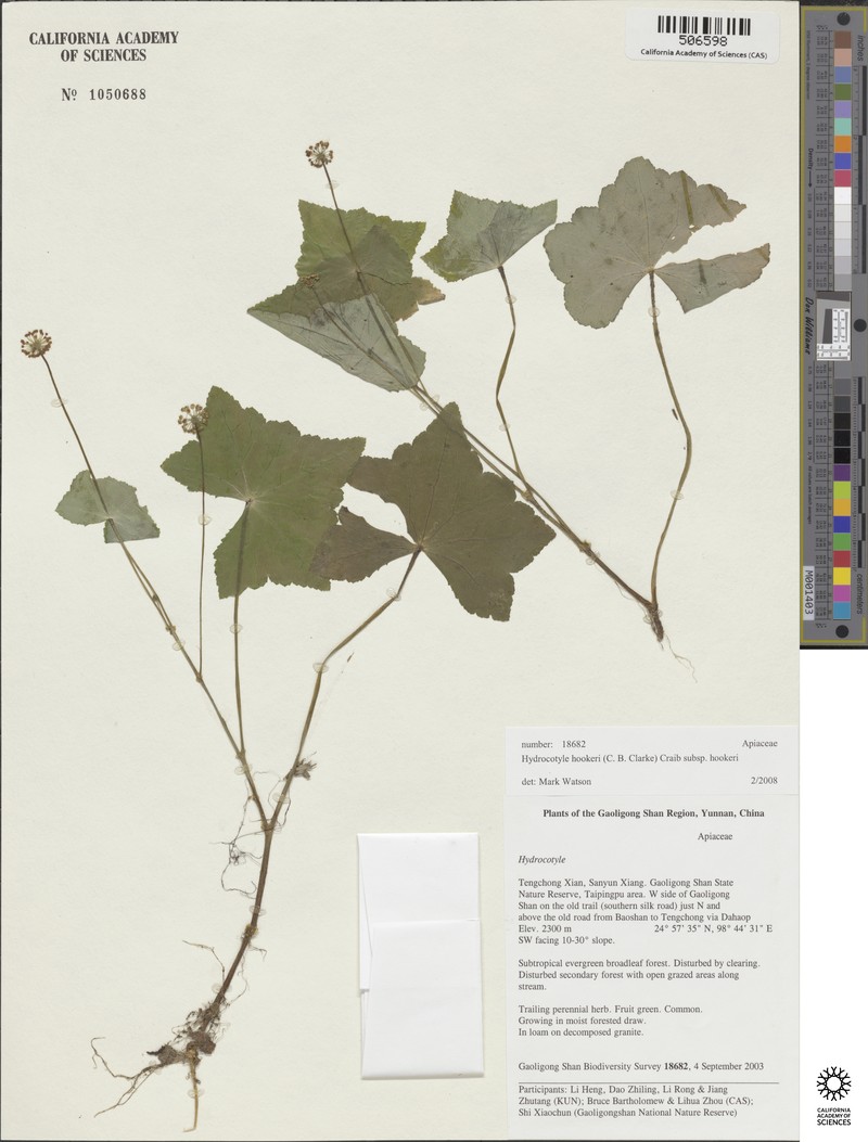 Hydrocotyle hookeri subsp. chinensis photo 3