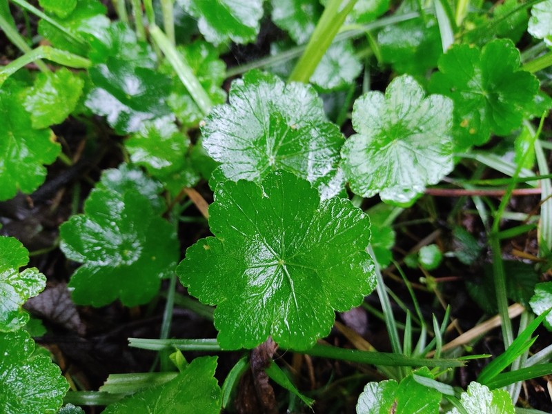 Hydrocotyle humboldtii