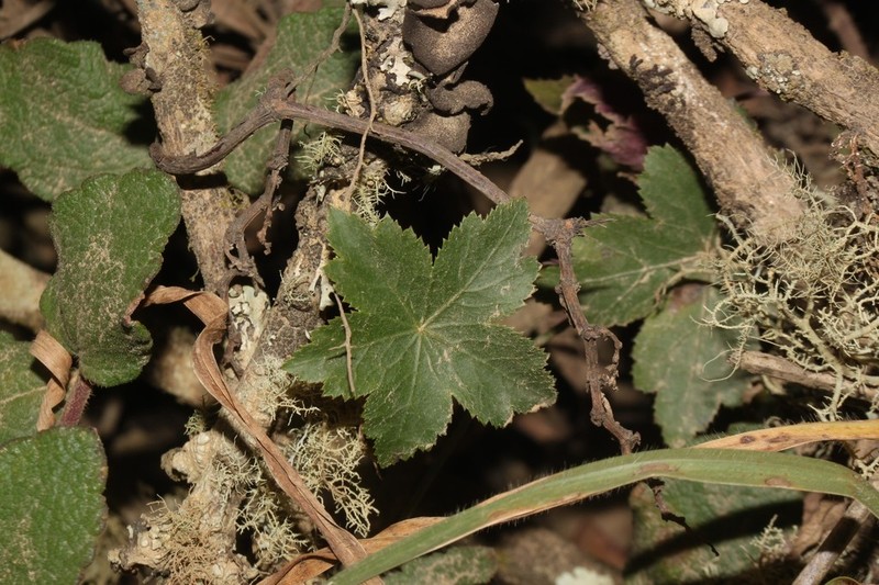 Hydrocotyle humboldtii photo 2