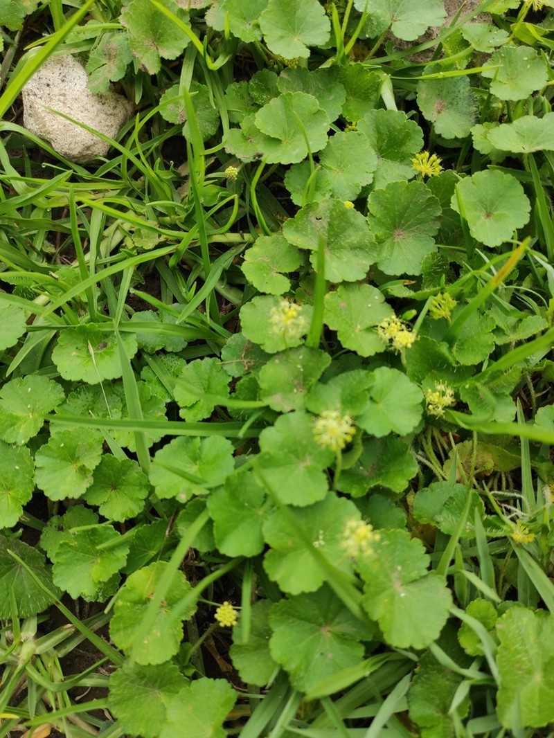 Hydrocotyle humboldtii photo 3