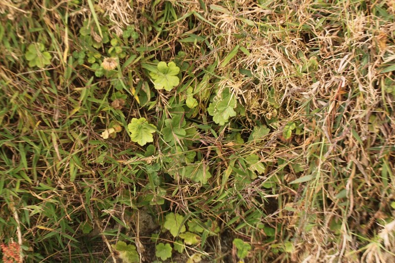 Hydrocotyle humboldtii photo 4