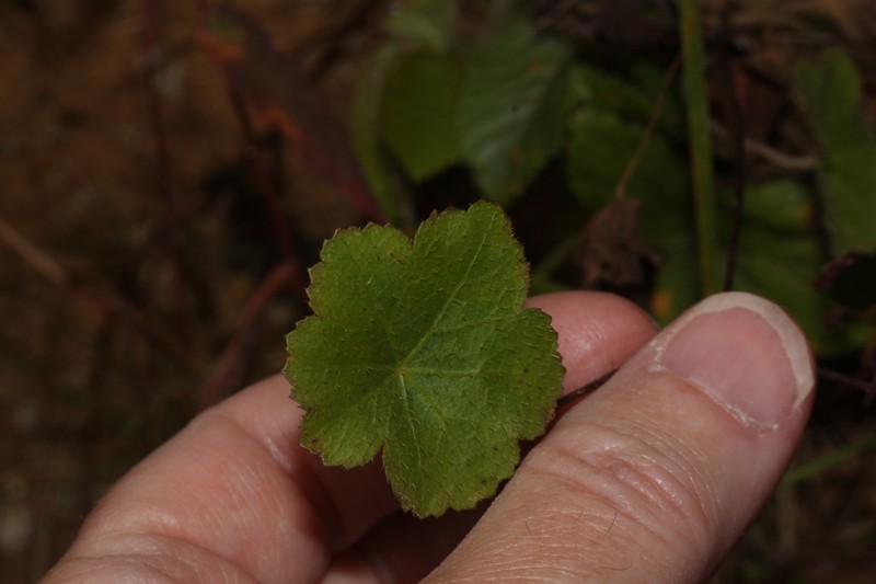 Hydrocotyle humboldtii photo 5