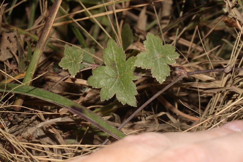 Hydrocotyle humboldtii photo 6