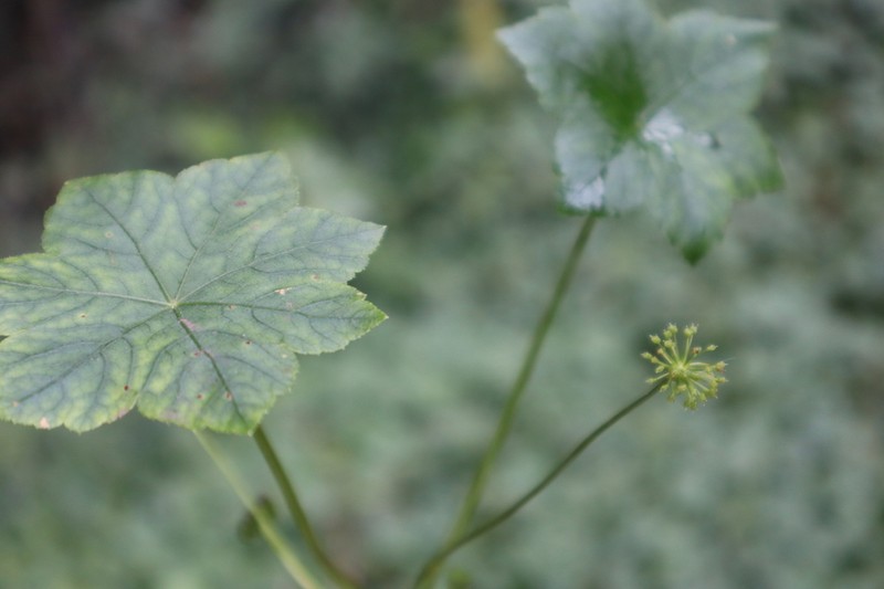 Hydrocotyle humboldtii photo 7