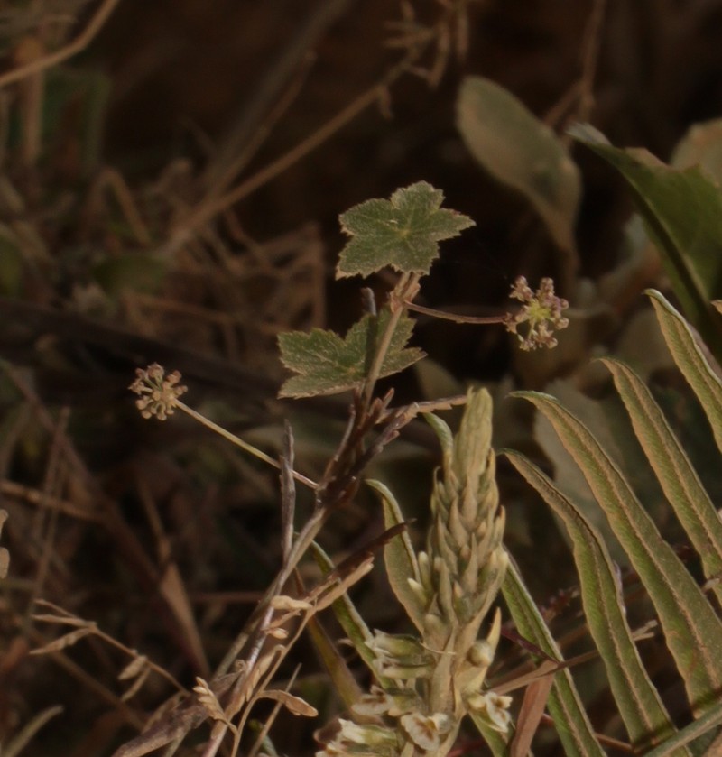 Hydrocotyle humboldtii photo 8