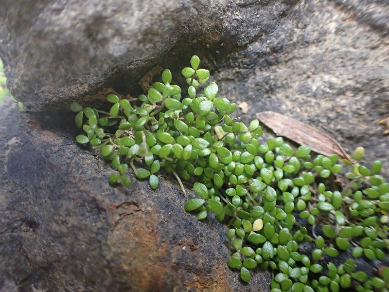 Hydrocotyle hydrophila photo 2