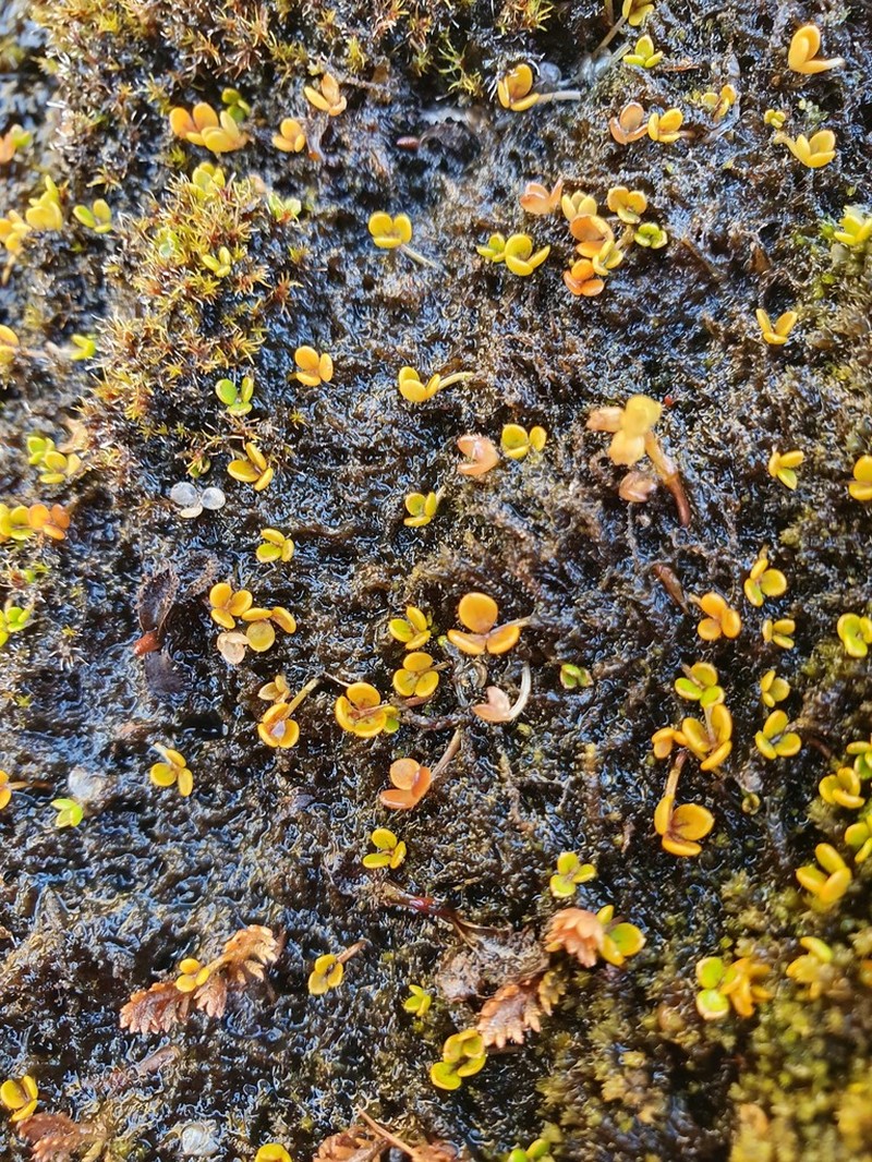 Hydrocotyle hydrophila photo 3