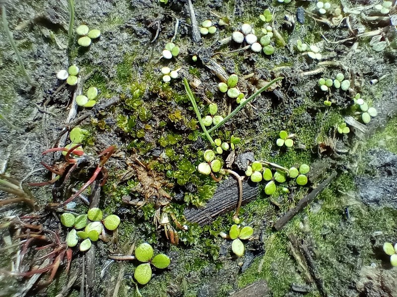 Hydrocotyle hydrophila photo 4