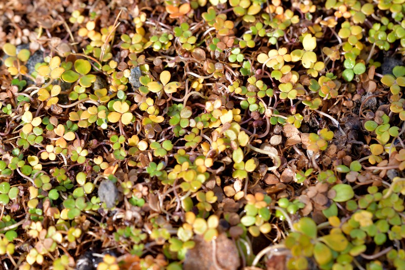 Hydrocotyle hydrophila photo 5