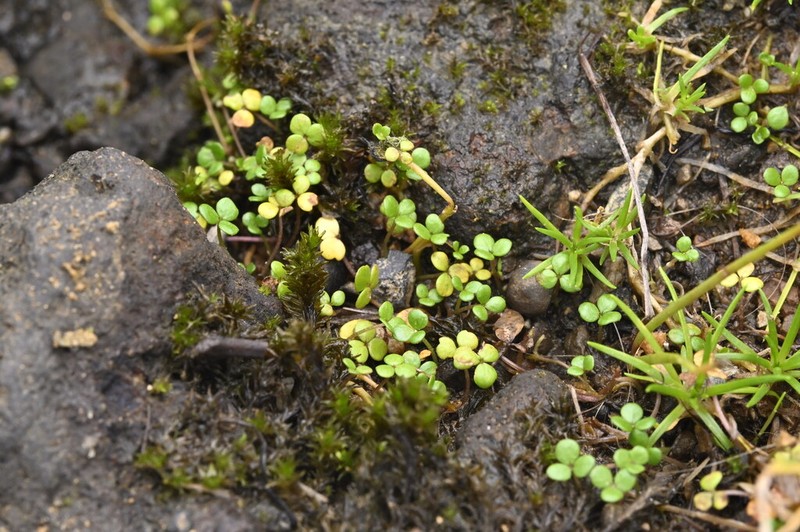 Hydrocotyle hydrophila photo 6