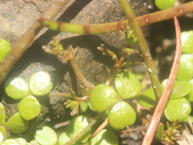 Hydrocotyle hydrophila photo 7