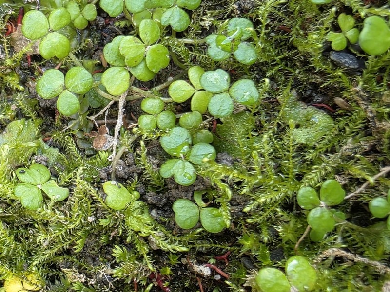 Hydrocotyle hydrophila photo 8