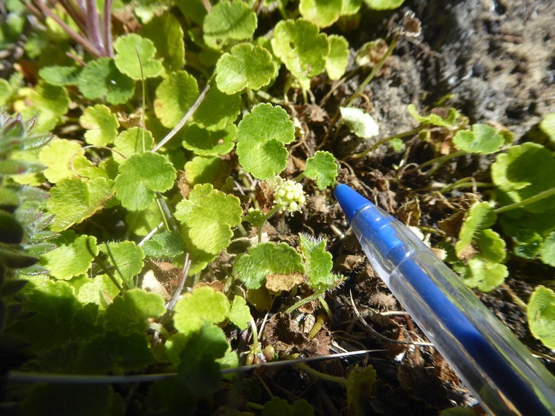 Hydrocotyle incrassata photo 2