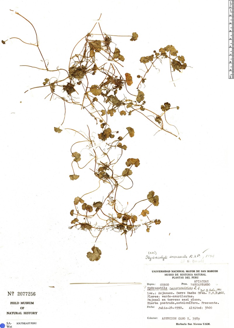 Hydrocotyle incrassata photo 3