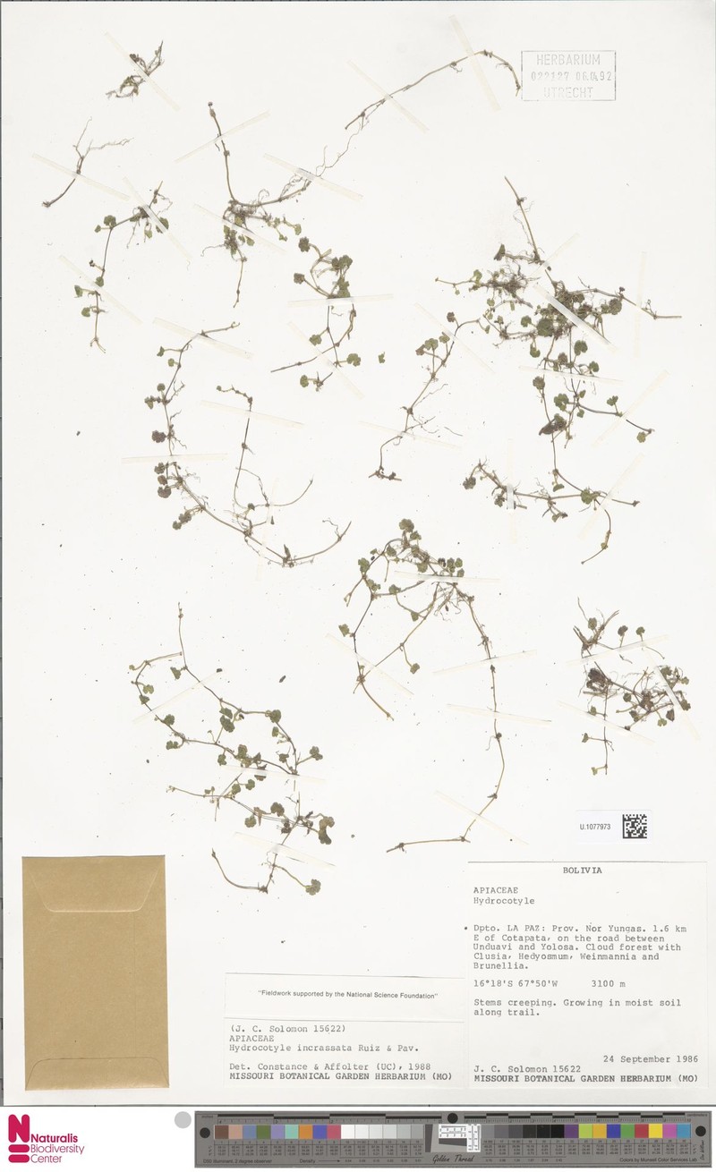 Hydrocotyle incrassata photo 4